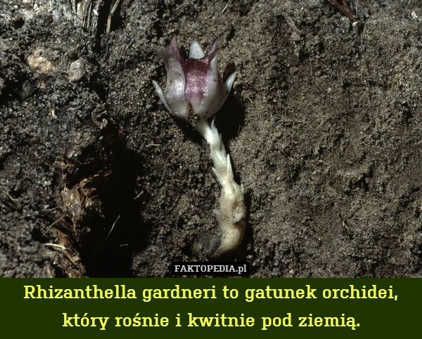 Rhizanthella gardneri to gatunek orchidei,
który rośnie i kwitnie pod ziemią. 