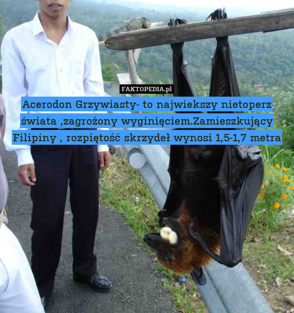 Acerodon Grzywiasty- to najwiekszy nietoperz świata ,zagrożony wyginięciem.Zamieszkujący Filipiny , rozpiętość skrzydeł wynosi 1,5-1,7 metra 
