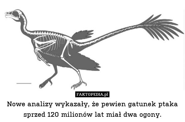 Nowe analizy wykazały, że pewien gatunek ptaka sprzed 120 milionów lat miał dwa ogony. 