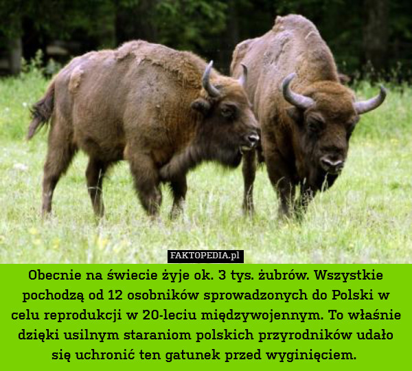 Obecnie na świecie żyje ok. 3 tys. żubrów. Wszystkie pochodzą od 12 osobników sprowadzonych do Polski w celu reprodukcji w 20-leciu międzywojennym. To właśnie dzięki usilnym staraniom polskich przyrodników udało się uchronić ten gatunek przed wyginięciem. 