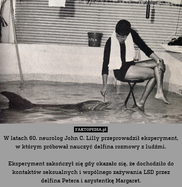 W latach 60. neurolog John C. Lilly przeprowadził eksperyment, w którym próbował nauczyć delfina rozmowy z ludźmi.

Eksperyment zakończył się gdy okazało się, że dochodziło do kontaktów seksualnych i wspólnego zażywania LSD przez delfina Petera i asystentkę Margaret. 