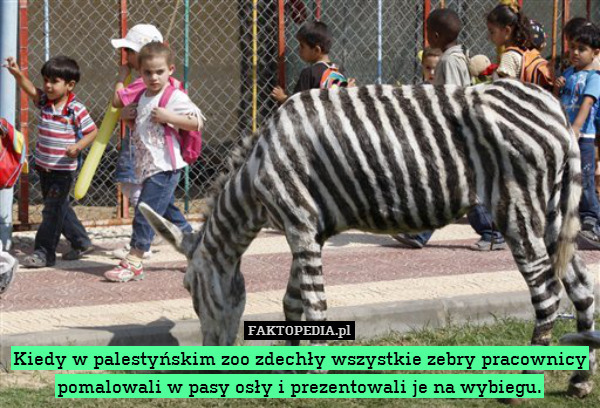 Kiedy w palestyńskim zoo zdechły wszystkie zebry pracownicy pomalowali w pasy osły i prezentowali je na wybiegu. 