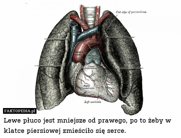 Lewe płuco jest mniejsze od prawego, po to żeby w klatce piersiowej zmieściło się serce. 