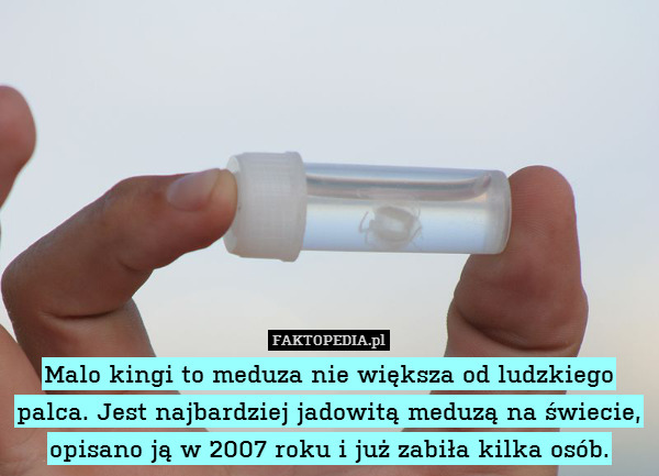 Malo kingi to meduza nie większa od ludzkiego palca. Jest najbardziej jadowitą meduzą na świecie, opisano ją w 2007 roku i już zabiła kilka osób. 