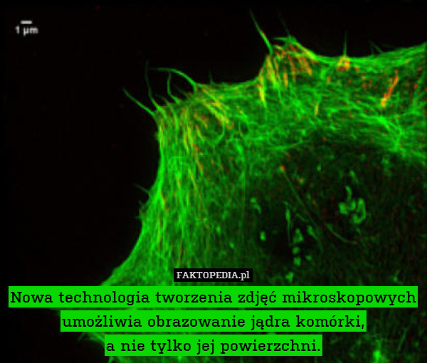 Nowa technologia tworzenia zdjęć mikroskopowych umożliwia obrazowanie jądra komórki,
a nie tylko jej powierzchni. 
