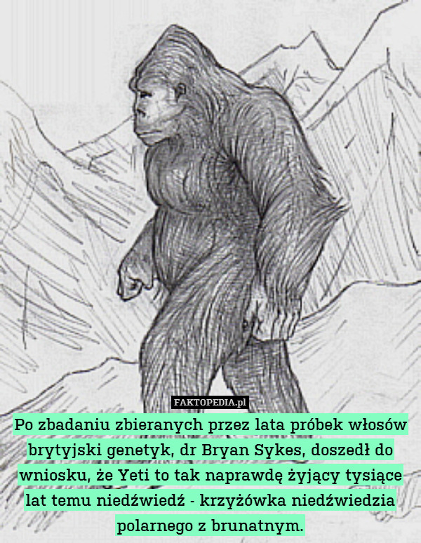 Po zbadaniu zbieranych przez lata próbek włosów brytyjski genetyk, dr Bryan Sykes, doszedł do wniosku, że Yeti to tak naprawdę żyjący tysiące lat temu niedźwiedź - krzyżówka niedźwiedzia polarnego z brunatnym. 