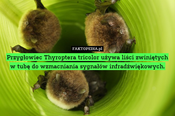 Przygłowiec Thyroptera tricolor używa liści zwiniętych w tubę do wzmacniania sygnałów infradźwiękowych. 