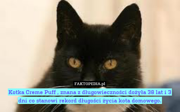 Kotka Creme Puff , znana z długowieczności dożyła 38 lat i 3 dni co stanowi rekord długości życia kota domowego. 