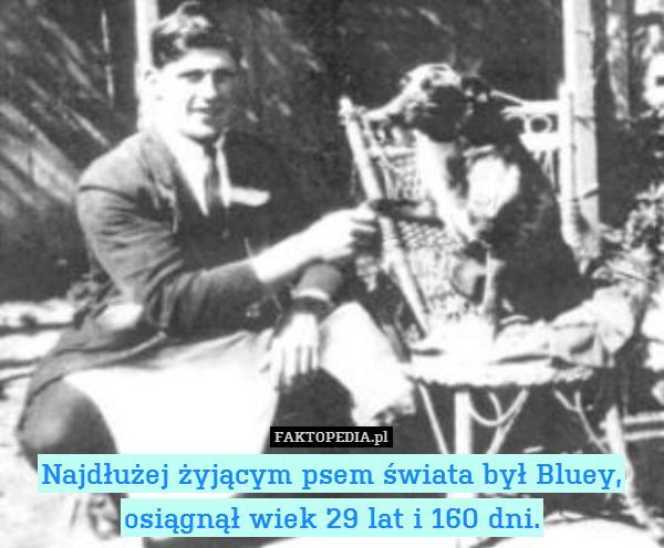 Najdłużej żyjącym psem świata był Bluey,
osiągnął wiek 29 lat i 160 dni. 