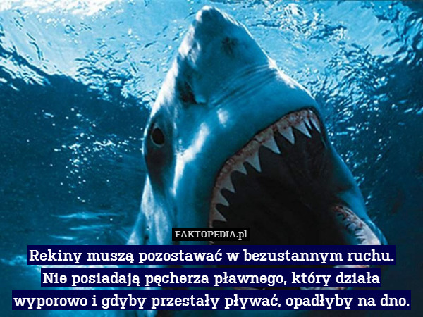 Rekiny muszą pozostawać w bezustannym ruchu.
Nie posiadają pęcherza pławnego, który działa wyporowo i gdyby przestały pływać, opadłyby na dno. 