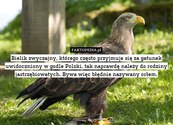 Bielik zwyczajny, którego często przyjmuje się za gatunek uwidoczniony w godle Polski, tak naprawdę należy do rodziny jastrzębiowatych. Bywa więc błędnie nazywany orłem. 