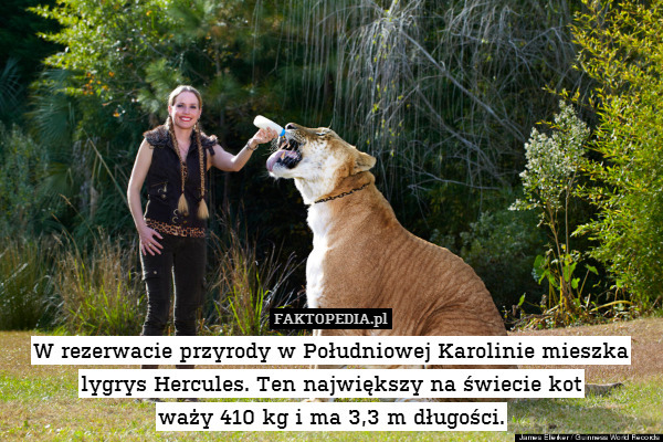 W rezerwacie przyrody w Południowej Karolinie mieszka lygrys Hercules. Ten największy na świecie kot
waży 410 kg i ma 3,3 m długości. 