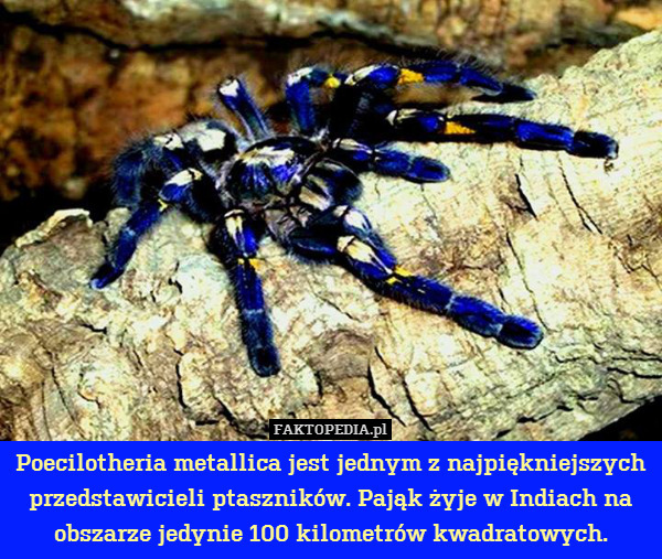 Poecilotheria metallica jest jednym z najpiękniejszych przedstawicieli ptaszników. Pająk żyje w Indiach na obszarze jedynie 100 kilometrów kwadratowych. 