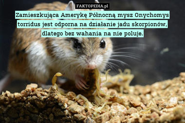Zamieszkująca Amerykę Północną mysz Onychomys torridus jest odporna na działanie jadu skorpionów,
dlatego bez wahania na nie poluje. 