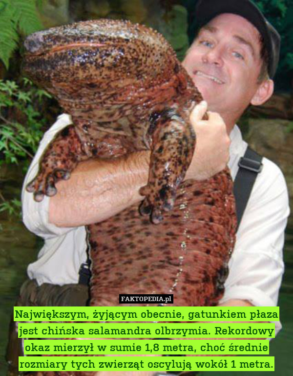 Największym, żyjącym obecnie, gatunkiem płaza jest chińska salamandra olbrzymia. Rekordowy okaz mierzył w sumie 1,8 metra, choć średnie rozmiary tych zwierząt oscylują wokół 1 metra. 