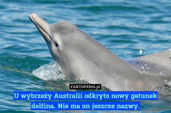 U wybrzeży Australii odkryto nowy gatunek delfina. Nie ma on jeszcze nazwy. 