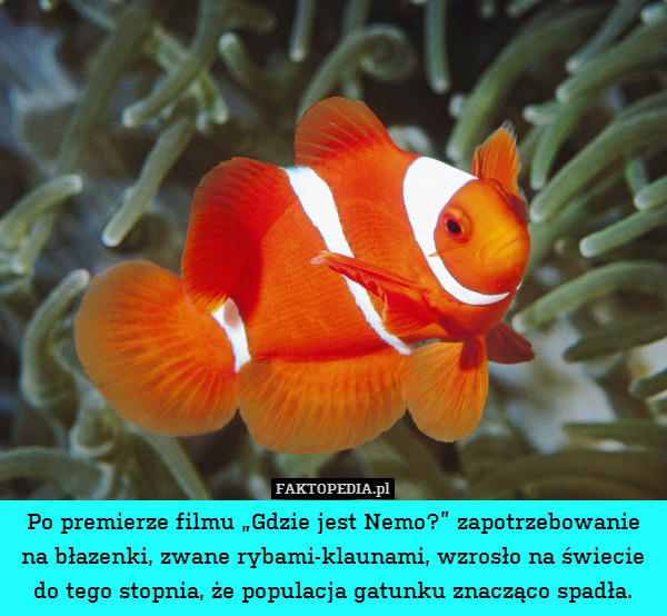 Po premierze filmu „Gdzie jest Nemo?” zapotrzebowanie na błazenki, zwane rybami-klaunami, wzrosło na świecie do tego stopnia, że populacja gatunku znacząco spadła. 