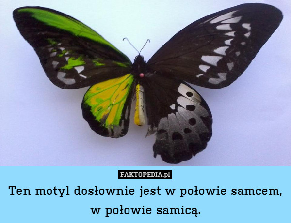 Ten motyl dosłownie jest w połowie samcem,
w połowie samicą. 