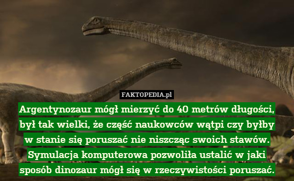 Argentynozaur mógł mierzyć do 40 metrów długości,
był tak wielki, że część naukowców wątpi czy byłby
w stanie się poruszać nie niszcząc swoich stawów. Symulacja komputerowa pozwoliła ustalić w jaki
sposób dinozaur mógł się w rzeczywistości poruszać. 