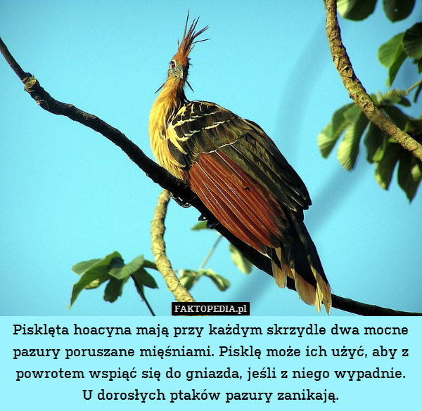 Pisklęta hoacyna mają przy każdym skrzydle dwa mocne pazury poruszane mięśniami. Pisklę może ich użyć, aby z powrotem wspiąć się do gniazda, jeśli z niego wypadnie.
U dorosłych ptaków pazury zanikają. 