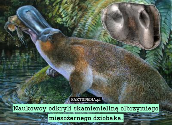 Naukowcy odkryli skamienielinę olbrzymiego mięsożernego dziobaka. 
