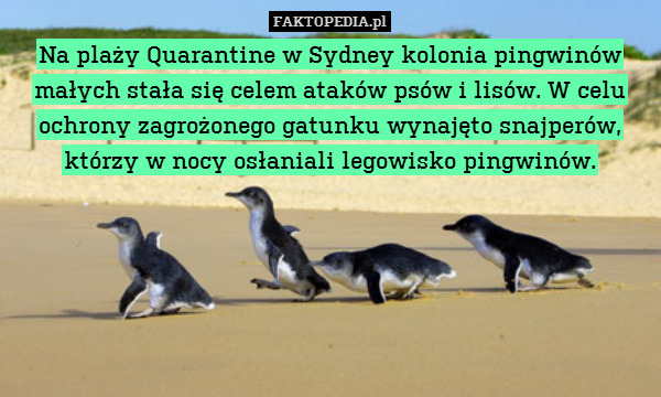 Na plaży Quarantine w Sydney kolonia pingwinów małych stała się celem ataków psów i lisów. W celu ochrony zagrożonego gatunku wynajęto snajperów, którzy w nocy osłaniali legowisko pingwinów. 