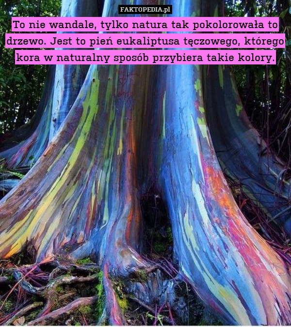 To nie wandale, tylko natura tak pokolorowała to drzewo. Jest to pień eukaliptusa tęczowego, którego kora w naturalny sposób przybiera takie kolory. 