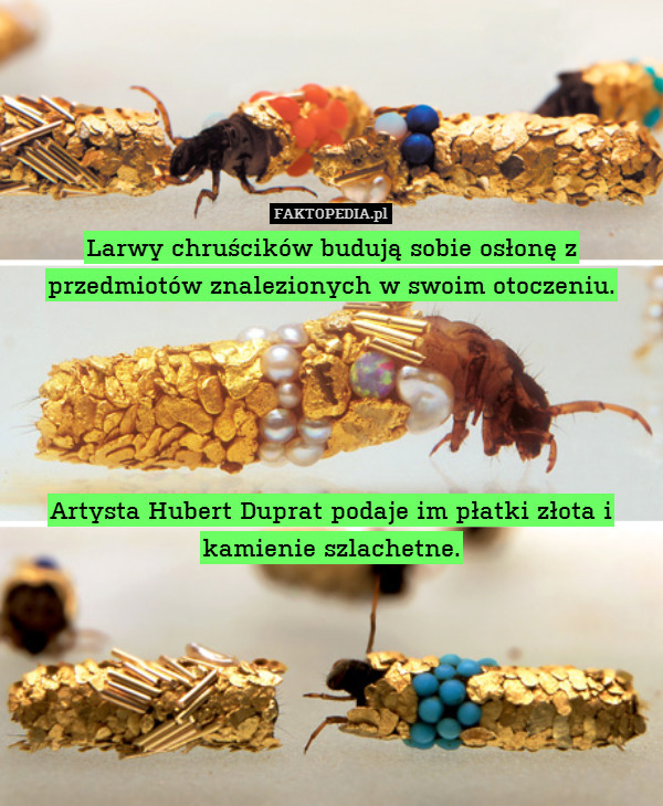 Larwy chruścików budują sobie osłonę z przedmiotów znalezionych w swoim otoczeniu.





Artysta Hubert Duprat podaje im płatki złota i kamienie szlachetne. 