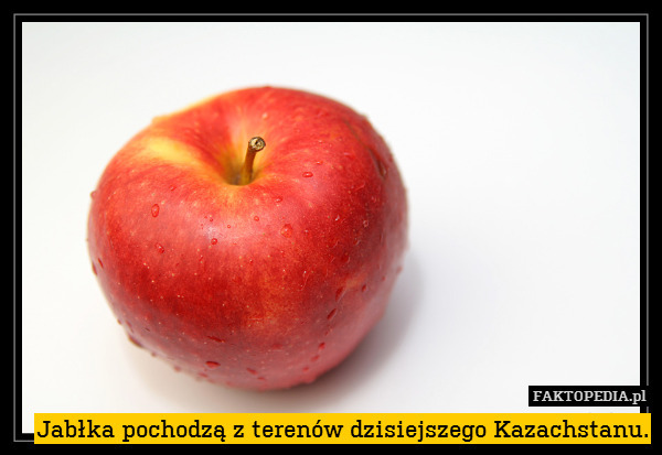Jabłka pochodzą z terenów dzisiejszego Kazachstanu. 