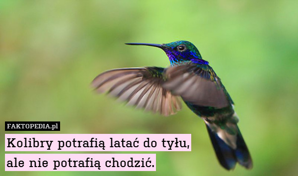 Kolibry potrafią latać do tyłu,
ale nie potrafią chodzić. 
