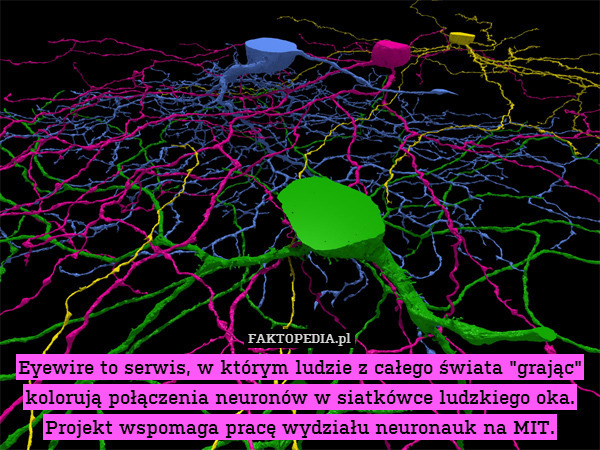 Eyewire to serwis, w którym ludzie z całego świata "grając" kolorują połączenia neuronów w siatkówce ludzkiego oka. Projekt wspomaga pracę wydziału neuronauk na MIT. 