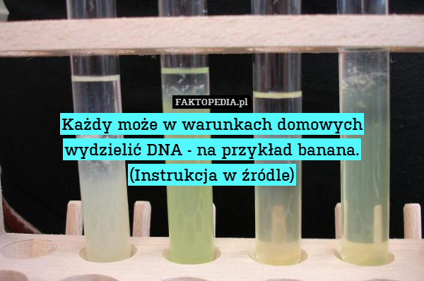 Każdy może w warunkach domowych
wydzielić DNA - na przykład banana.
(Instrukcja w źródle) 