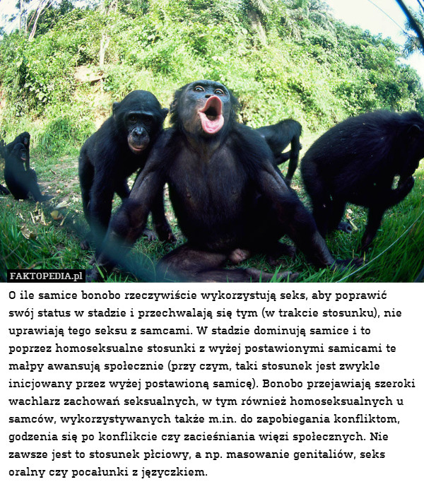 O ile samice bonobo rzeczywiście wykorzystują seks, aby poprawić swój status w stadzie i przechwalają się tym (w trakcie stosunku), nie uprawiają tego seksu z samcami. W stadzie dominują samice i to poprzez homoseksualne stosunki z wyżej postawionymi samicami te małpy awansują społecznie (przy czym, taki stosunek jest zwykle inicjowany przez wyżej postawioną samicę). Bonobo przejawiają szeroki wachlarz zachowań seksualnych, w tym również homoseksualnych u samców, wykorzystywanych także m.in. do zapobiegania konfliktom, godzenia się po konflikcie czy zacieśniania więzi społecznych. Nie zawsze jest to stosunek płciowy, a np. masowanie genitaliów, seks oralny czy pocałunki z języczkiem. 