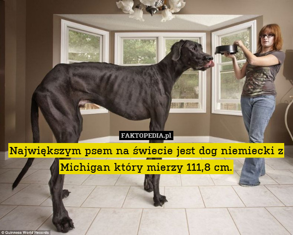 Największym psem na świecie jest dog niemiecki z Michigan który mierzy 111,8 cm. 