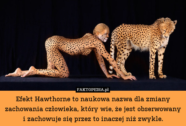 Efekt Hawthorne to naukowa nazwa dla zmiany zachowania człowieka, który wie, że jest obserwowany
i zachowuje się przez to inaczej niż zwykle. 