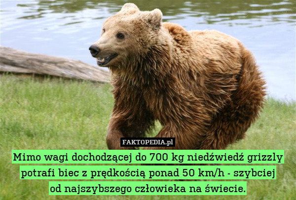 Mimo wagi dochodzącej do 700 kg niedźwiedź grizzly potrafi biec z prędkością ponad 50 km/h - szybciej
od najszybszego człowieka na świecie. 