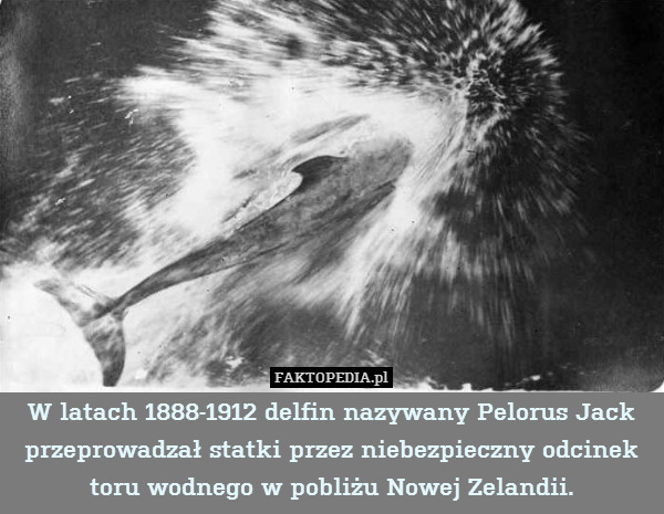 W latach 1888-1912 delfin nazywany Pelorus Jack przeprowadzał statki przez niebezpieczny odcinek toru wodnego w pobliżu Nowej Zelandii. 