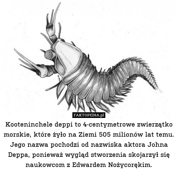 Kooteninchele deppi to 4-centymetrowe zwierzątko morskie, które żyło na Ziemi 505 milionów lat temu. Jego nazwa pochodzi od nazwiska aktora Johna Deppa, ponieważ wygląd stworzenia skojarzył się naukowcom z Edwardem Nożycorękim. 