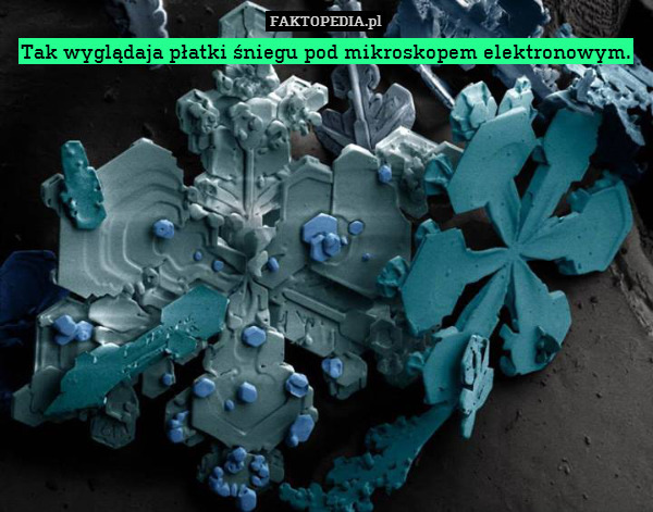 Tak wyglądaja płatki śniegu pod mikroskopem elektronowym. 