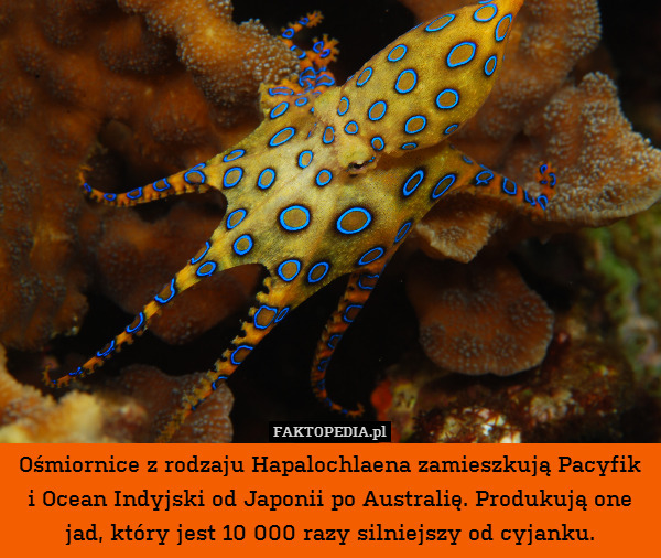 Ośmiornice z rodzaju Hapalochlaena zamieszkują Pacyfik i Ocean Indyjski od Japonii po Australię. Produkują one jad, który jest 10 000 razy silniejszy od cyjanku. 