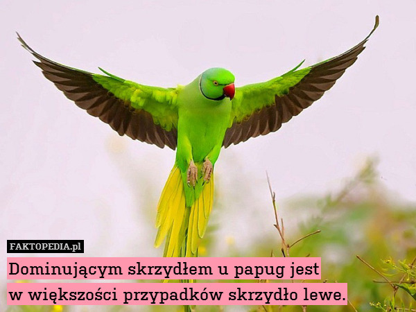 Dominującym skrzydłem u papug jest
w większości przypadków skrzydło lewe. 
