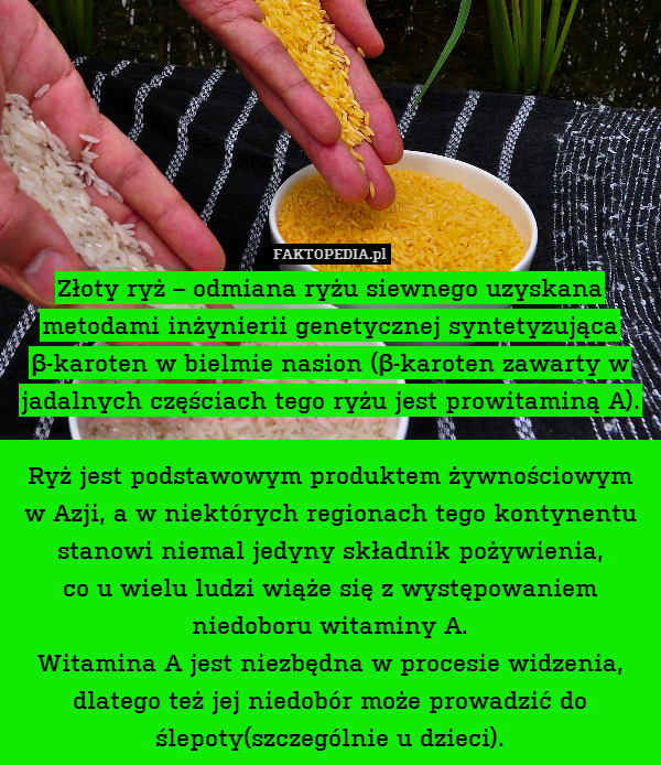 Złoty ryż – odmiana ryżu siewnego uzyskana metodami inżynierii genetycznej syntetyzująca β-karoten w bielmie nasion (β-karoten zawarty w jadalnych częściach tego ryżu jest prowitaminą A).

Ryż jest podstawowym produktem żywnościowym
w Azji, a w niektórych regionach tego kontynentu stanowi niemal jedyny składnik pożywienia,
co u wielu ludzi wiąże się z występowaniem
niedoboru witaminy A.
Witamina A jest niezbędna w procesie widzenia, dlatego też jej niedobór może prowadzić do ślepoty(szczególnie u dzieci). 