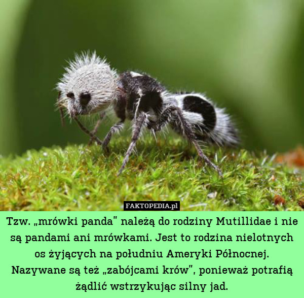 Tzw. „mrówki panda” należą do rodziny Mutillidae i nie są pandami ani mrówkami. Jest to rodzina nielotnych os żyjących na południu Ameryki Północnej.
Nazywane są też „zabójcami krów”, ponieważ potrafią żądlić wstrzykując silny jad. 