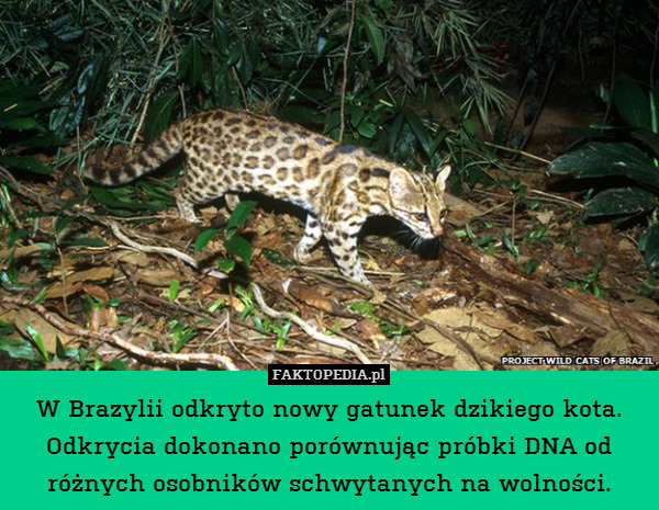 W Brazylii odkryto nowy gatunek dzikiego kota. Odkrycia dokonano porównując próbki DNA od różnych osobników schwytanych na wolności. 