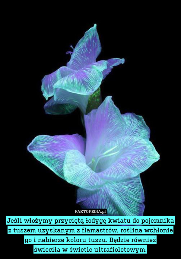 Jeśli włożymy przyciętą łodygę kwiatu do pojemnika
z tuszem uzyskanym z flamastrów, roślina wchłonie
go i nabierze koloru tuszu. Będzie również
świeciła w świetle ultrafioletowym. 