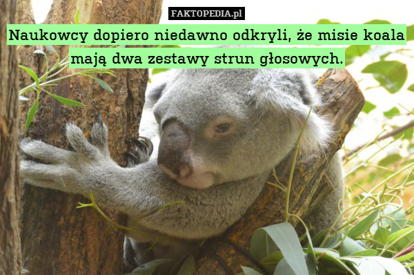 Naukowcy dopiero niedawno odkryli, że misie koala mają dwa zestawy strun głosowych. 