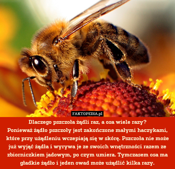 Dlaczego pszczoła żądli raz, a osa wiele razy?
Ponieważ żądło pszczoły jest zakończone małymi haczykami, które przy użądleniu wczepiają się w skórę. Pszczoła nie może już wyjąć żądła i wyrywa je ze swoich wnętrzności razem ze zbiorniczkiem jadowym, po czym umiera. Tymczasem osa ma gładkie żądło i jeden owad może użądlić kilka razy. 