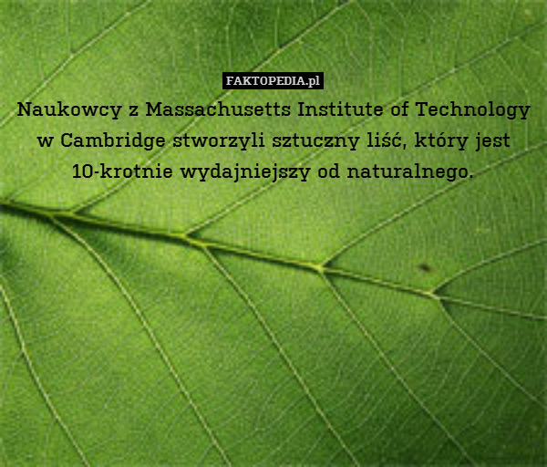 Naukowcy z Massachusetts Institute of Technology w Cambridge stworzyli sztuczny liść, który jest 10-krotnie wydajniejszy od naturalnego. 