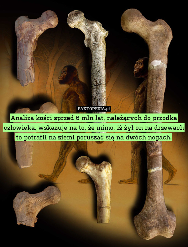 Analiza kości sprzed 6 mln lat, należących do przodka człowieka, wskazuje na to, że mimo, iż żył on na drzewach to potrafił na ziemi poruszać się na dwóch nogach. 
