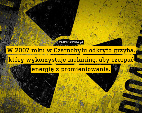 W 2007 roku w Czarnobylu odkryto grzyba,
który wykorzystuje melaninę, aby czerpać
energię z promieniowania. 